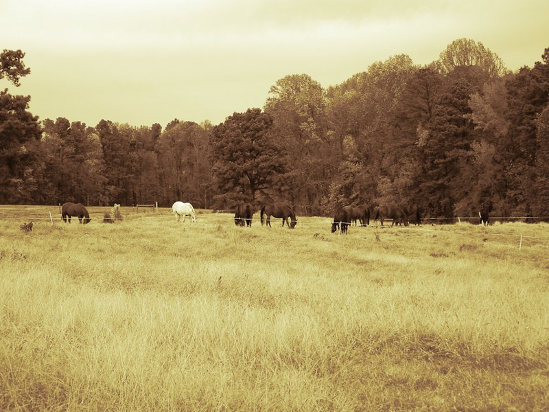Illustration for article titled Shooting Challenge Gallery: Duotone I
